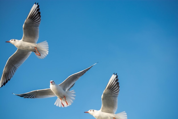 Meeuwen vliegen in de blauwe lucht