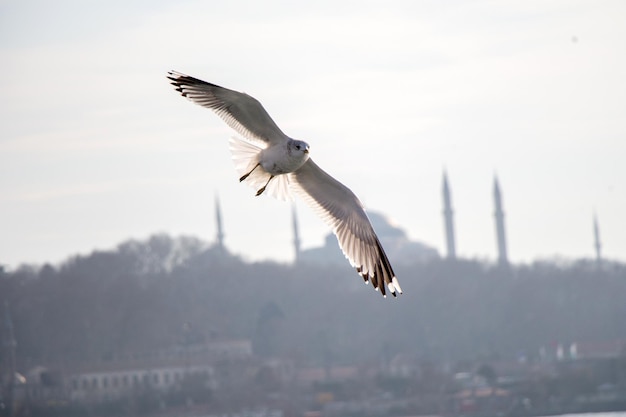 Meeuwen vliegen in de lucht in Istanbul