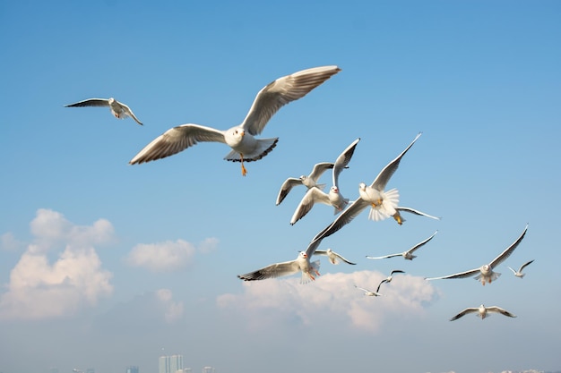 Meeuwen vliegen in de lucht Meeuwen vliegen in de lucht als achtergrond