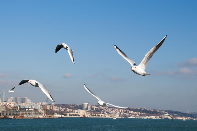 Meeuwen vliegen in de lucht over de zeewateren