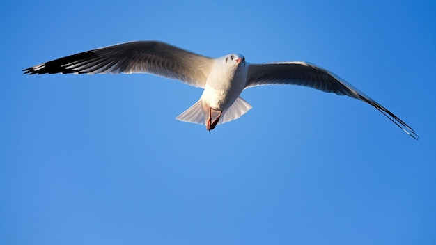 Foto meeuwen vliegen op de bang pu-zee