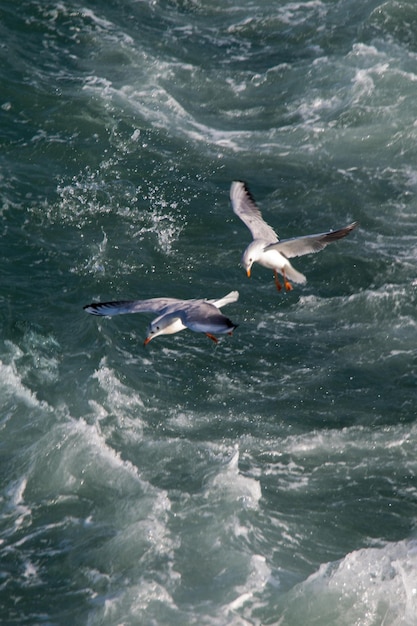 Meeuwen vliegen over zeewater