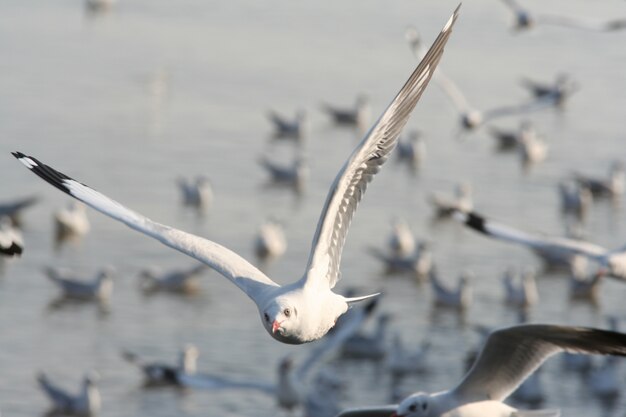 Foto meeuwen vliegen terug naar het nest.