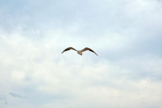 Meeuwen vogels in de zee