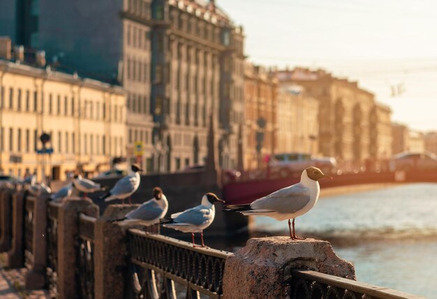 Meeuwen zitten op het hek van het stadskanaal europese stadsgezicht meeuwen in de stad