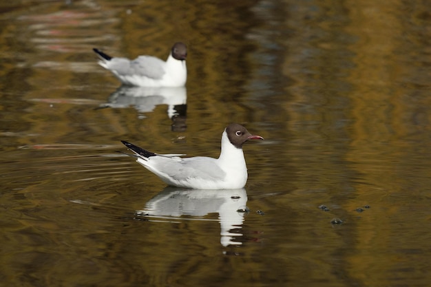 Meeuwen zwemmen in het water