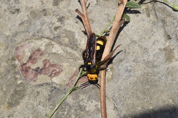 Photo megascolia maculata the mammoth wasp