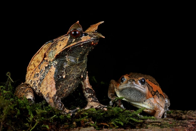 Megophrys nasuta and chubby frog on moss on black