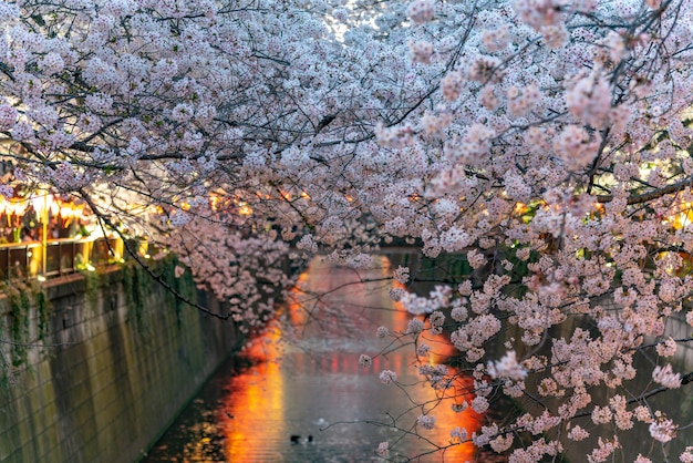 目黒さくら桜まつりが満開で夜にライトアップ