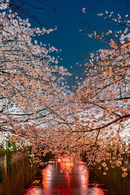 Meguro sakura cherry blossom festival in full bloom and light up at night