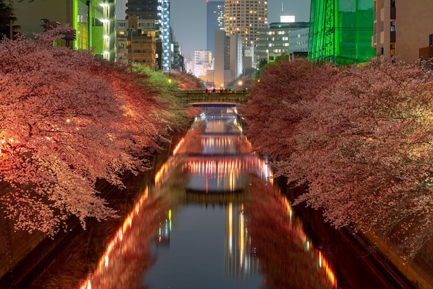 Meguro Sakura Cherry Blossom Festival in volle bloei en 's avonds verlicht