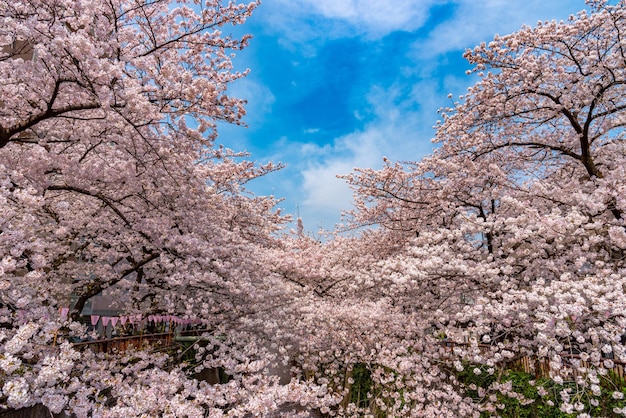 Meguro Sakura Kersenbloesemfestival Kersenbloesem in volle bloei in het voorjaar bij de Meguro rivier