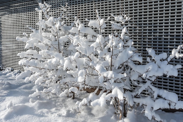 Meidoornstruiken bedekt met sneeuw in de buurt van een metalen hek