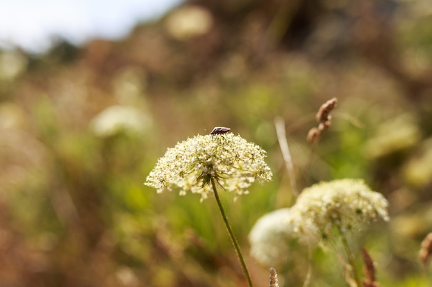 Meikever op een sprietje gras in het bos.