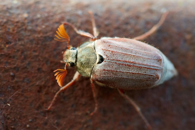 Foto meikever van macroweergave