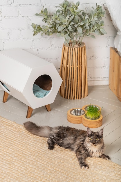 Photo meikun cat and a pet house in the room