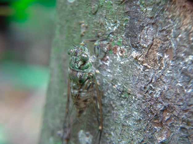 Фото meimuna opalifera или лесная цикада, цепляющаяся за дерево