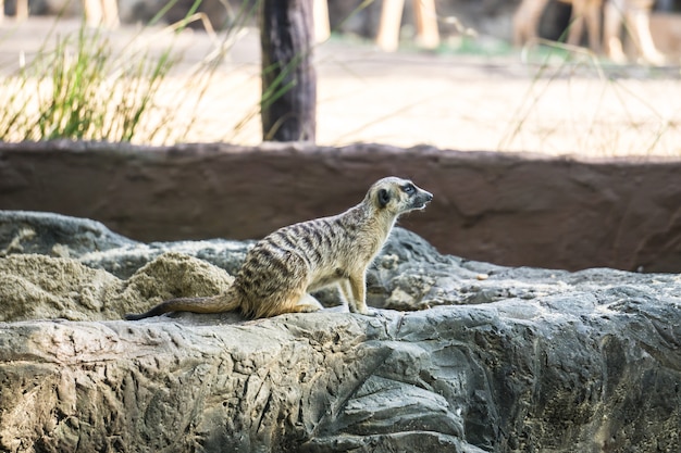 Meir Cats Looking in Zoo