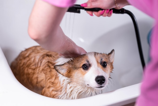 Foto meisje badt een kleine pembroke welsh corgi puppy in de douche de hond kijkt naar de camera met zijn oren afgeplat gelukkige kleine hond concept van zorg dierenleven gezondheid show hondenras