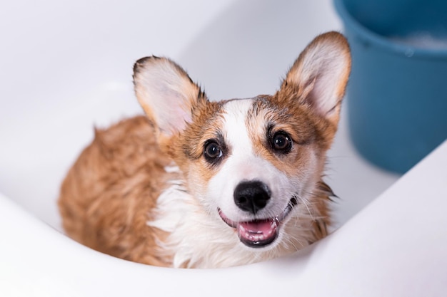 Foto meisje badt een kleine pembroke welsh corgi puppy in de douche de hond kijkt omhoog en glimlacht gelukkige kleine hond concept van zorg dierenleven gezondheid show hondenras