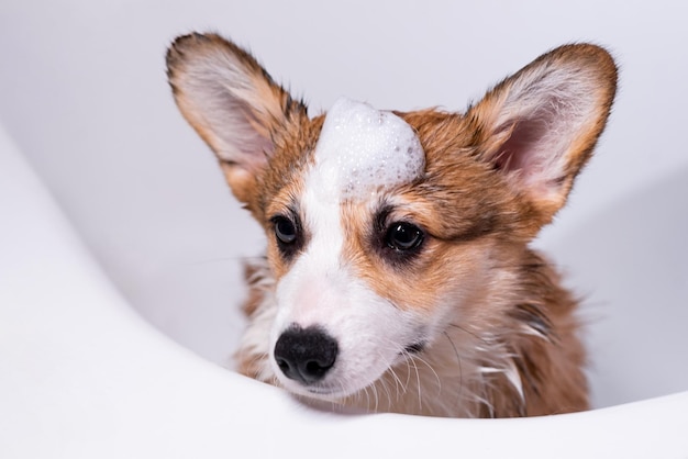 Foto meisje badt een kleine pembroke welsh corgi puppy in de douche grappige hond met schuim op zijn hoofd gelukkige kleine hond concept van zorg dierenleven gezondheid show hondenras