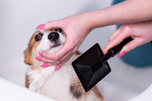 Foto meisje badt een kleine pembroke welsh corgi puppy in de douche het meisje houdt de hond bij de snuit gelukkige kleine hond concept van zorg dierenleven gezondheid show hondenras