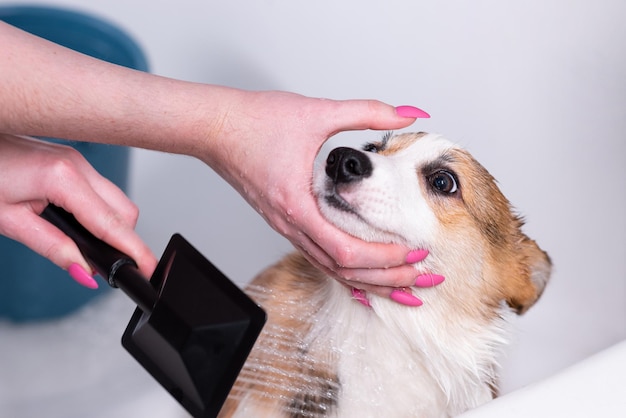 Meisje badt een kleine Pembroke Welsh Corgi puppy in de douche Het meisje houdt de hond bij de snuit Gelukkige kleine hond Concept van zorg dierenleven gezondheid show hondenras