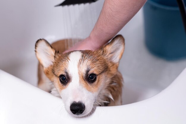 Foto meisje badt een kleine pembroke welsh corgi puppy in de douche hij kijkt naar de camera gelukkige kleine hond concept van zorg dierleven gezondheid show hond ras