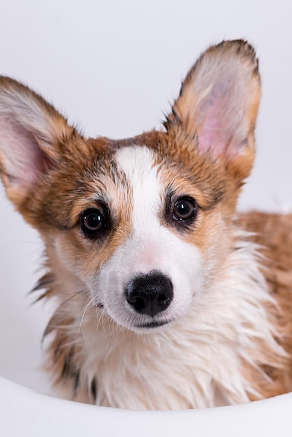 Foto meisje badt een kleine pembroke welsh corgi puppy in de douche hij kijkt naar de camera gelukkige kleine hond concept van zorg dierleven gezondheid show hond ras