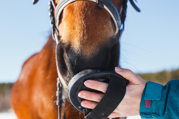 Meisje Borstelharen op het gezicht van een rood paard