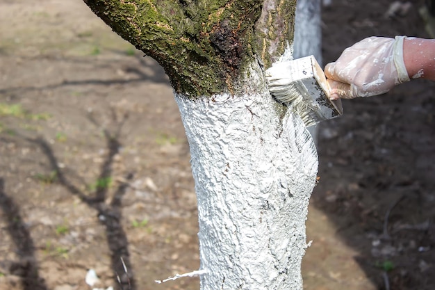 Meisje dat een boomstam in een lentetuin vergoelijkt Whitewash van lentebomen bescherming tegen insecten en ongedierteselectieve focus