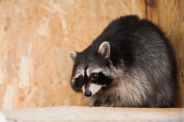 Meisje die een wasbeer in een dierentuin voeden.