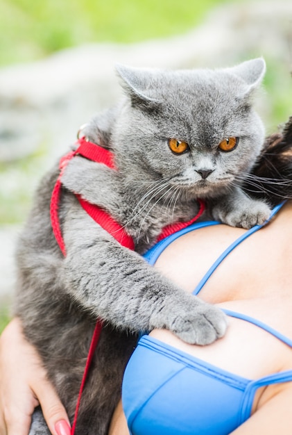 Meisje en een kat nobele trotse kat liggend op vrouwelijke handen gelukkig kitten vindt het leuk om geaaid te worden door de hand van de vrouw...