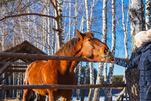 Meisje geeft paardenhooi met uitgestrekte handen