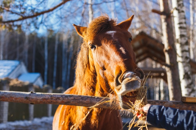 Meisje geeft rood paard hooi met uitgestrekte handen