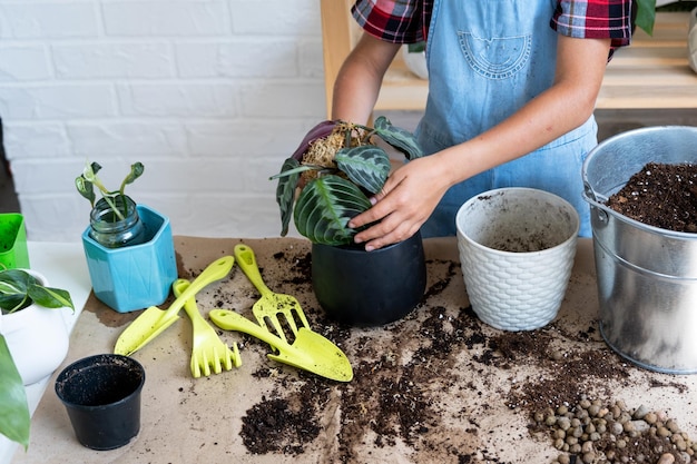 Meisje herplant een kamerplant Maranta in een nieuwe bodem met drainage Een zeldzame variëteit