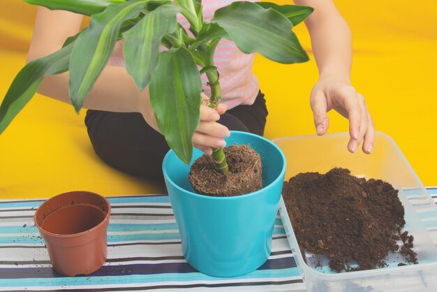 Meisje herplant een plant in een pot