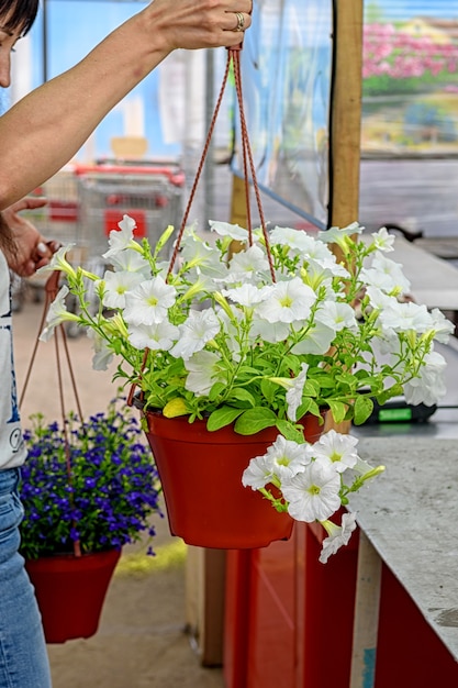 Meisje houdt een pot met witte petunia's in haar handen aankoop bij het tuincentrum