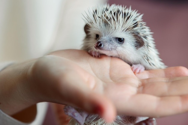 Meisje houdt schattige egel in haar handen portret van