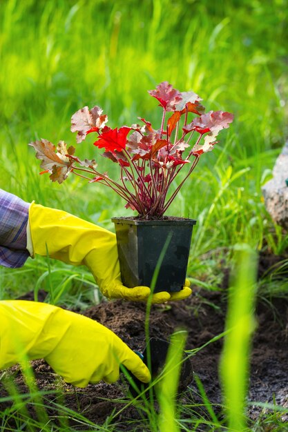 Meisje houdt zich bezig met het planten van bloemen in de tuin