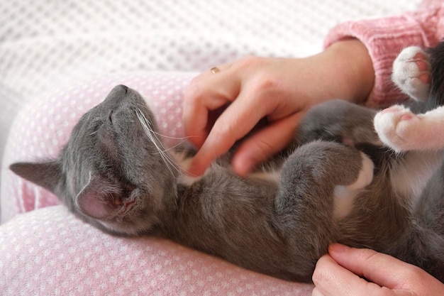 Meisje in roze broek die een kleine grijze kat streelt die op haar schoot ligt