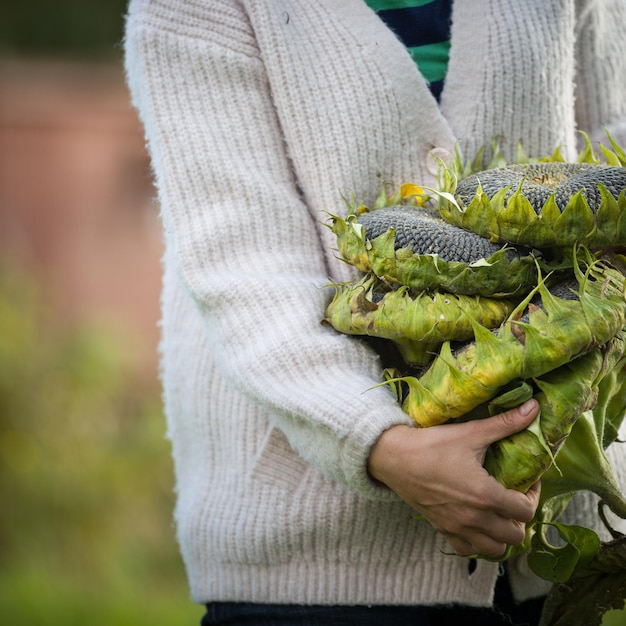 Meisje in vrijetijdskleding met rijpe zonnebloemen vol zonnebloempitten landbouwconcept