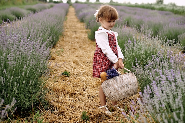 Meisje loopt bloemen te verzamelen op een lavendelveld.