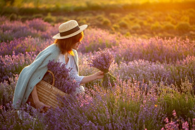 meisje met een hoed verzamelt een oogst lavendel in een mand en oogst zonsondergang in het lavendelveld