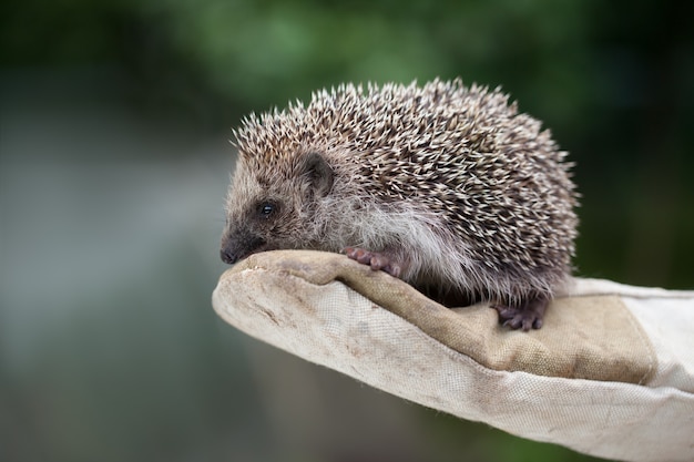 Meisje met een kleine egel in strakke handschoenen