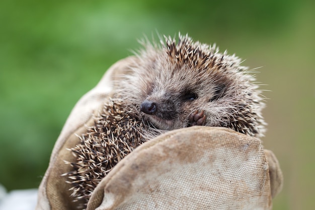 Meisje met een kleine egel in strakke handschoenen