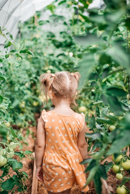 Meisje oogst in de herfst, hete zonnige zomer, tomaten in een kas. Zonnige dag. Uitzicht vanaf de achterkant