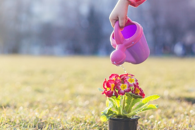 Meisje plant een lentebloem