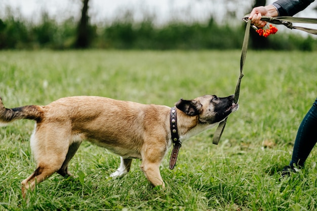 meisje speelt met grappige hond op aard