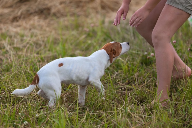 Meisje traint Jack Russell terrier soft focus